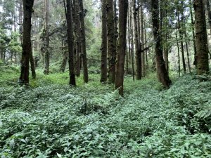 南投縣竹山鎮金柑樹山