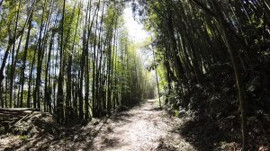 20250228_鳳金縱走(鳳凰山-金柑樹山)