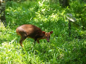 《宜蘭》植物博物館｜員山福山植物園20180518