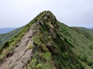 黃金洞-555峰-鋸齒稜C段-半屏山-茶壺山-O型路線
