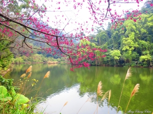 20150208~後慈湖~櫻花