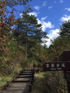 觀霧～雲霧步道