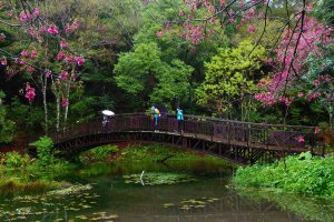 【新聞】療癒身心首選！林務局首度參與台北國際旅展 推30條精彩森林遊程