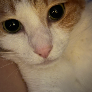 Maggie