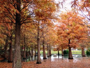泰安秘境賞落羽松, 后里走步道群, 哇! 金黃落羽松那耶足水