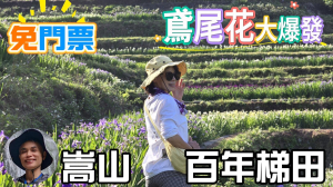 免出國免門票，連綿壯闊的梯田風情，全臺唯一梯田鳶尾花海，嵩山百年梯田，紫、白、黃、紅四色鳶尾花大爆發，怎麼拍都美