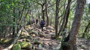 《新竹》古道巡禮｜觀日坪古道飛鳳山步道O型及關西東安古橋