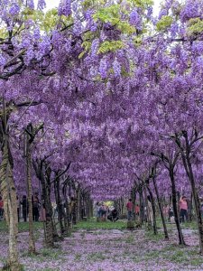 春色三分   一分紫藤 一分櫻花 一分石槽