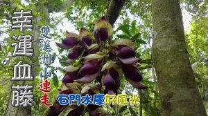 幸運血藤花，登新溪洲山、溪洲山連走，順訪愚公亭，叢林穿越下山