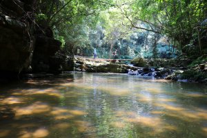 【南投。魚池】山林秘境之台版侏儸紀公園。澀水水上森林步道