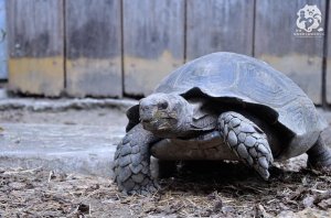【保育】13隻野生動物大使 認養計畫－黑靴陸龜