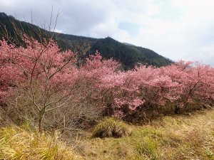 武陵農場尋櫻去