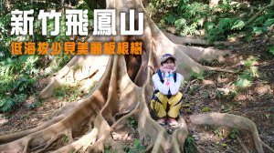 【新竹飛鳳山】石壁潭山・中坑山・少見美麗大板根樹