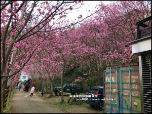 中巴陵櫻木花道