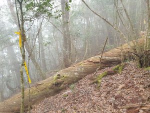 多條登山路線連接卻難以登上的中級山---霞山