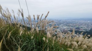 樹林三角埔頂山賞芒