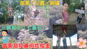 114.05.04苗栗／三義／銅鑼 超經典賞桐花縱走（三員縱走）