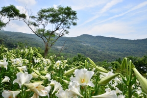 【新聞】白石湖社區輕旅行 初夏百合來報到