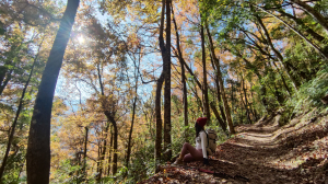 霞喀羅古道 | 楓紅滿滿 | 養老-白石吊橋 | 一日賞楓行程