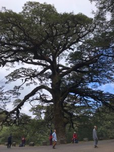 塔塔加 鹿林山步道