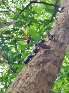 夏日甲蟲祭典（羊稠森林步道，龜山福源山-山佳車站）