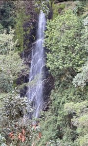觀霧瀑布 賞鳥步道