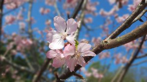 《苗栗》粉紅佳人｜獅潭協雲宮上新石門山新田山八角崠山20250222