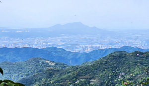 熊空茶園，柳杉林，熊空山