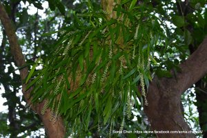 邂逅就在這一天 2025 D1228 長腳羊耳蒜