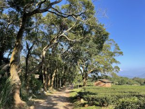 《把約定慢慢走成心裡的一頁》 火炎山南北稜縱走→慈濟茶園→桐花走廊→三義火車站（火慈縱走）