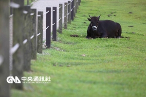 【新聞】擎天崗疑出現竊牛大盜 7牛隻不翼而飛