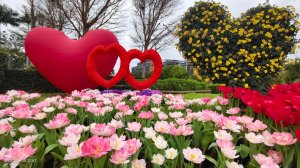 #士林官邸 #鬱金香 #碧山巖 #椿寒櫻 #國父紀念館 #八重櫻 3/5 #三層崎 #嗄嘮別 3/6