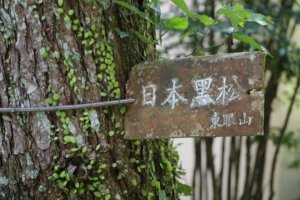 104東眼山步道