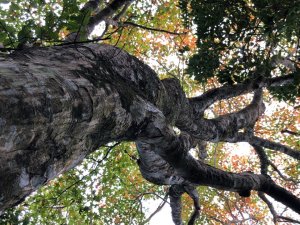 橫龍山、騰龍山（橫龍古道）
