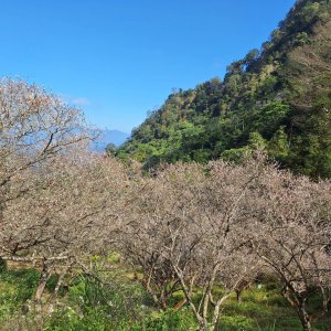【小百岳47】九份二山完成!+梅莊七號梅花盛開!