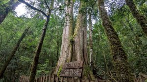 鎮西堡巨木步道群 (B區)