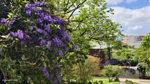 #緣道觀音廟 #北海福座 #萬代福 #黃花風鈴木 #錫葉藤 #青帶鳳蝶 #昭和櫻 #吉野櫻 3/12