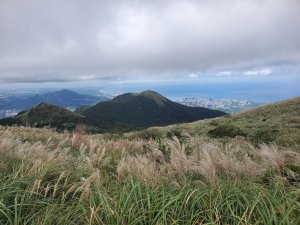 大屯秋芒