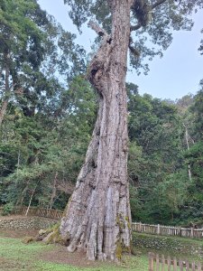 神木村千年樟木20251211