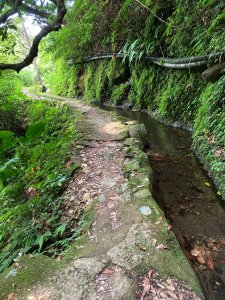 【發現陽明山】25.03的緯度38.5度的高溫，我在極熱台北的天堂-坪頂古圳步道（爬山兼玩水）