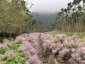 2024-03-10 (賞麝香木、賞櫻輕鬆行程) 外湖-草嶺青山坪-石壁美人谷