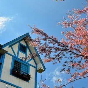 【南投】清境春之樂章--富士櫻與櫻桃花的協奏曲