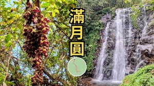滿月圓｜下車就見幸運之花血藤花，走進雙瀑布步道賞青楓
