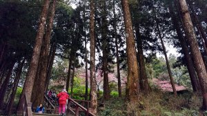 阿里山神木步道