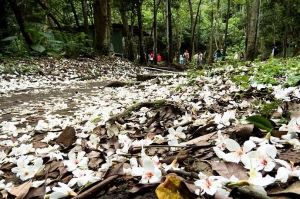 【路線】油桐花步道2