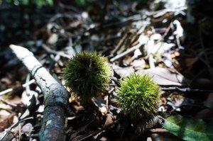  ❤ 谷關第八雄 - 阿冷山，確實冷的嫑嫑的......