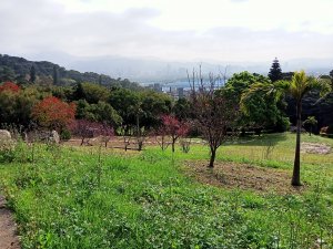 【臺北大縱走 1】盤根錯節的忠義山步道→小坪頂路→下青礐步道→清天宮