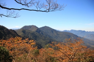 北插天山賞山毛櫸