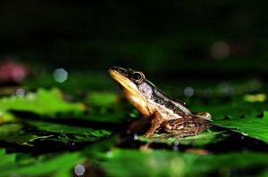 台北赤蛙