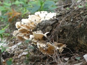 笠頂山第三登山口